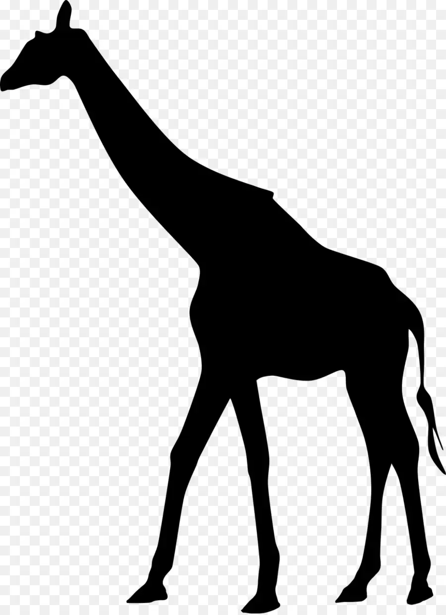 Silhouette De Girafe Noire，Faune PNG