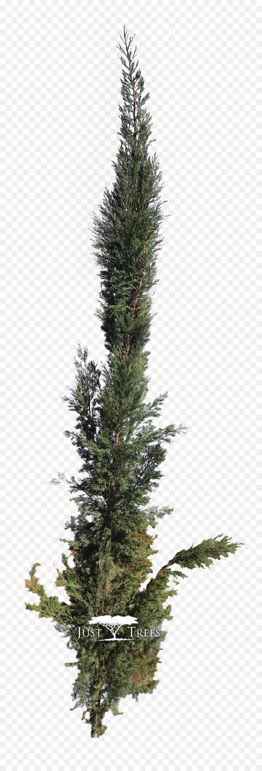 Arbre，Pin PNG