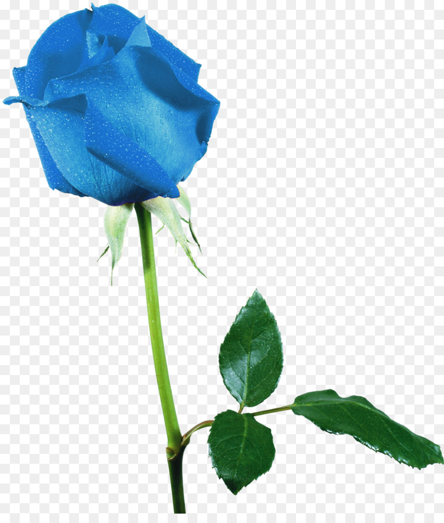 Rose Bleue，Pétales PNG