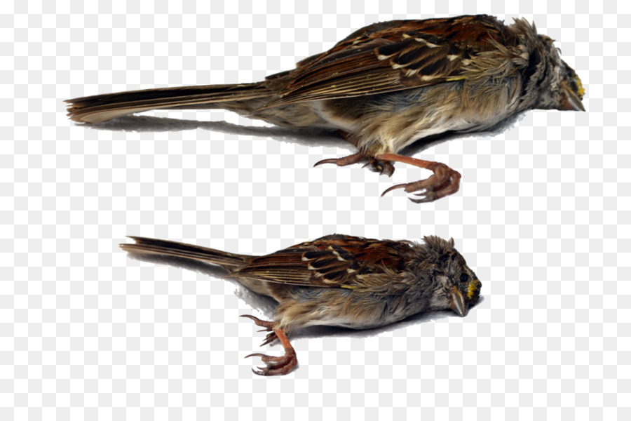 Oiseau，Moineau PNG