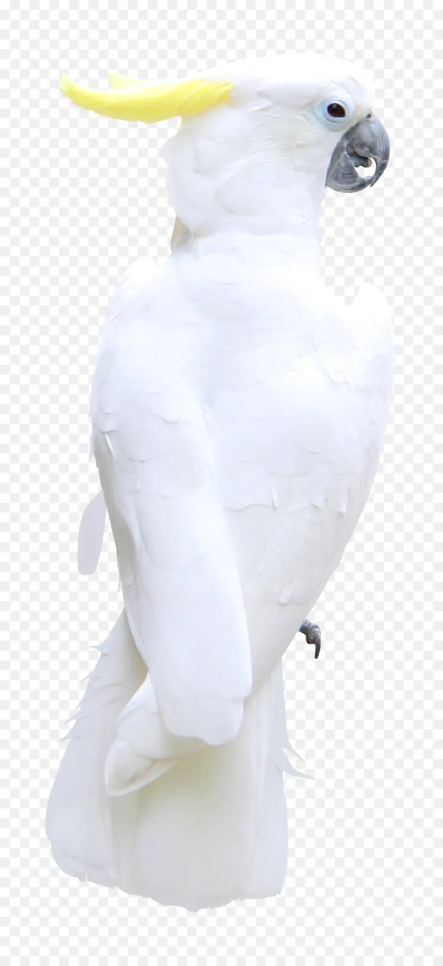 Oiseau，Plume PNG