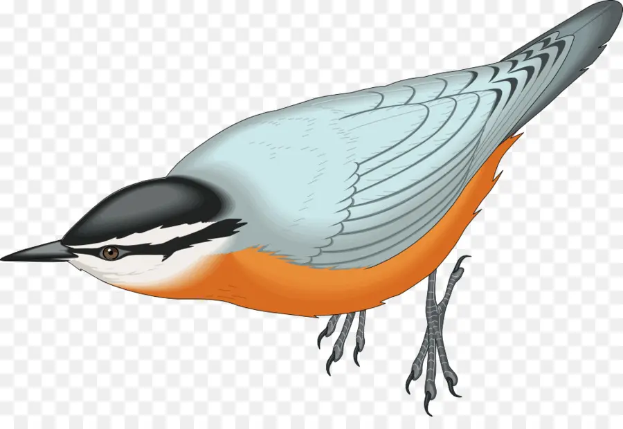 Oiseau，Plumes PNG