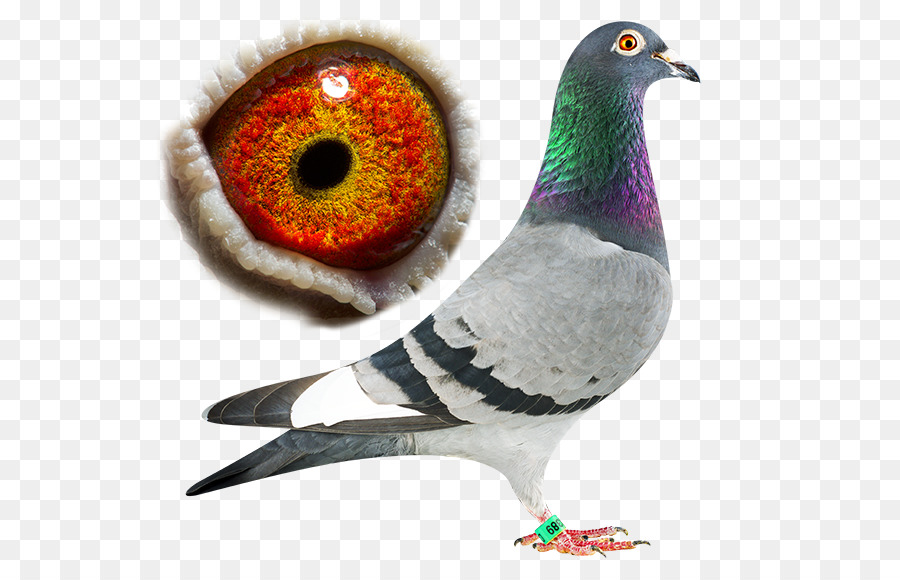 Pigeon，Oiseau PNG