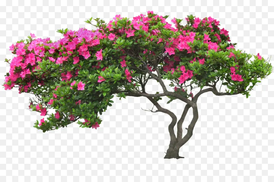 Arbre，Fleurs Roses PNG