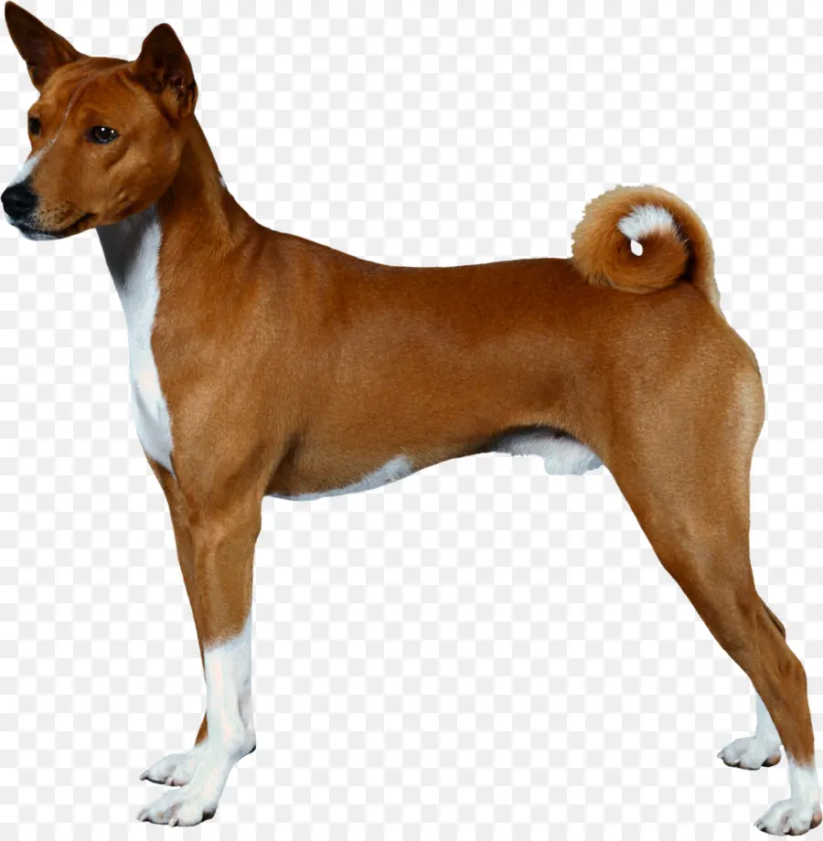 Chien Marron，Animal De Compagnie PNG