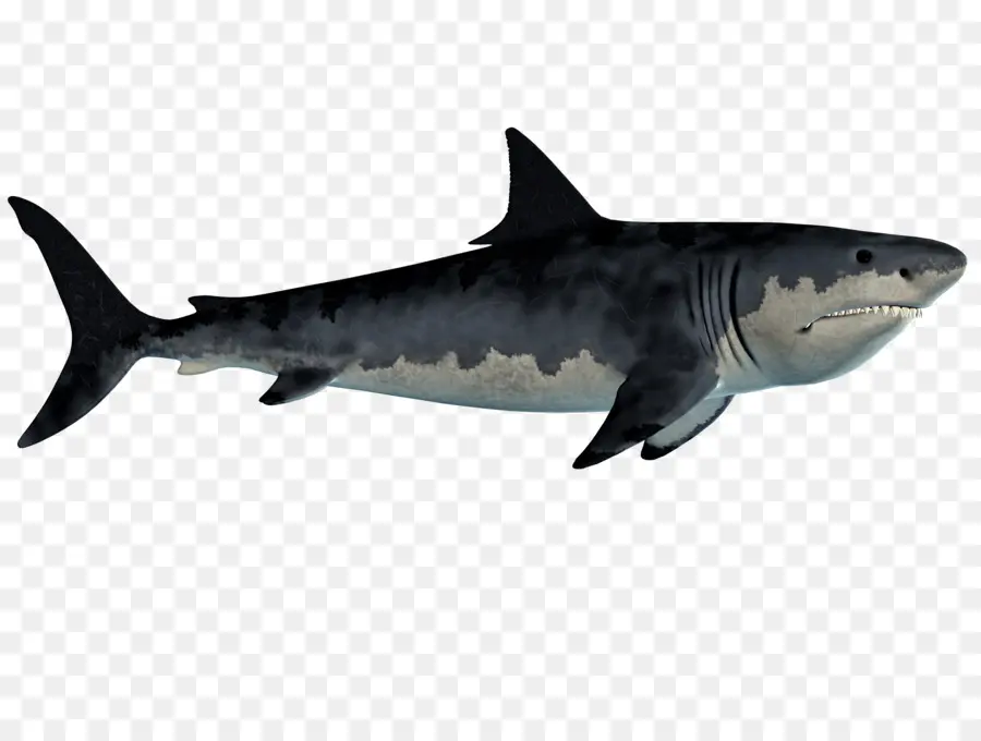 Requin，Océan PNG