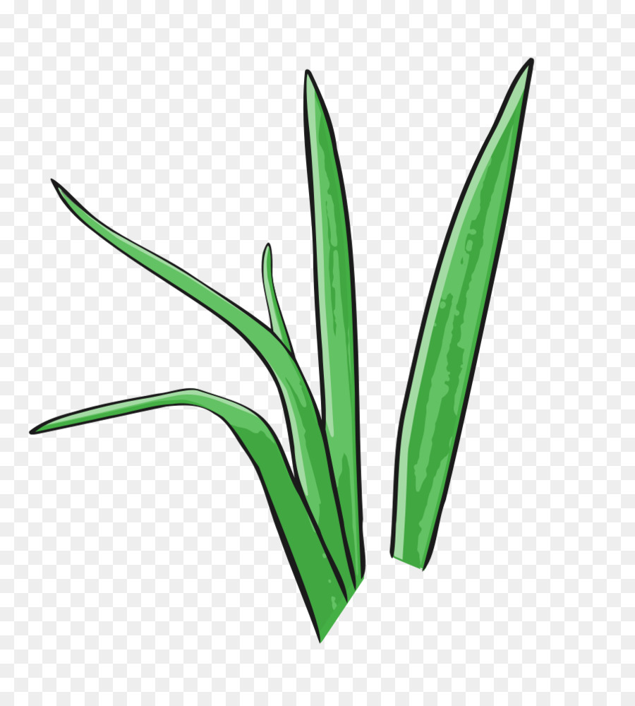 Herbe，Usine PNG