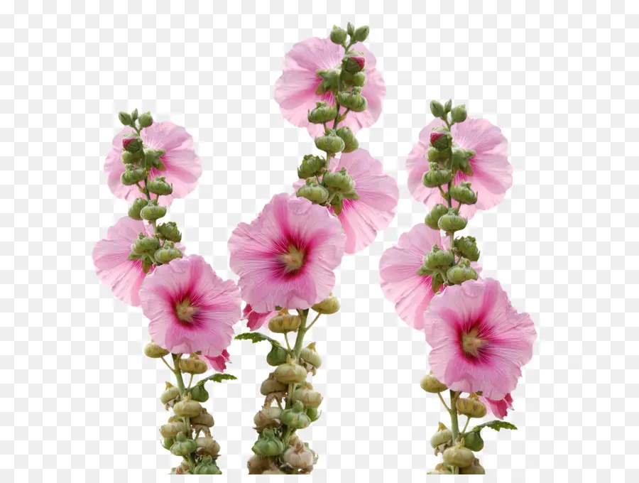 Fleurs Roses，Floraison PNG