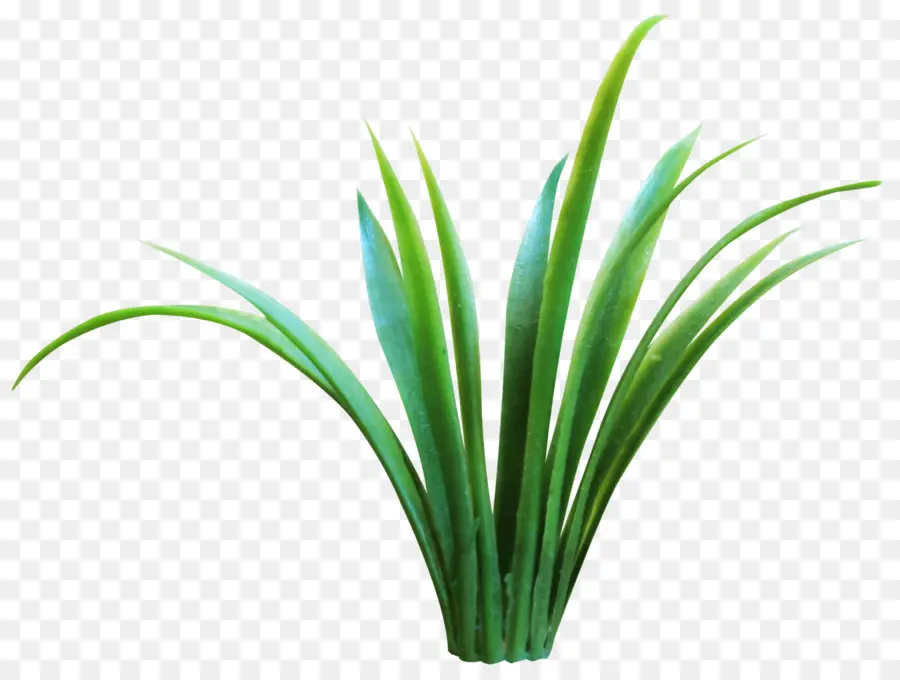 Plante，Herbe Douce PNG