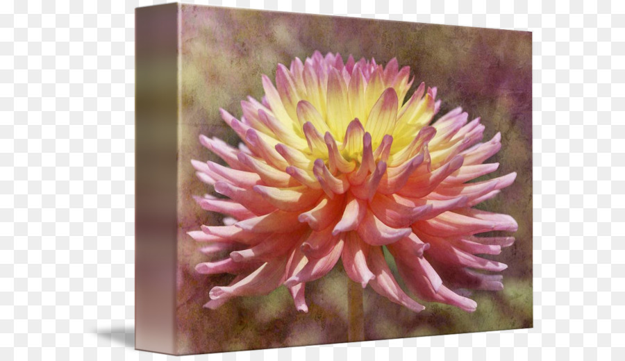 Famille Des Marguerites，Dahlia PNG