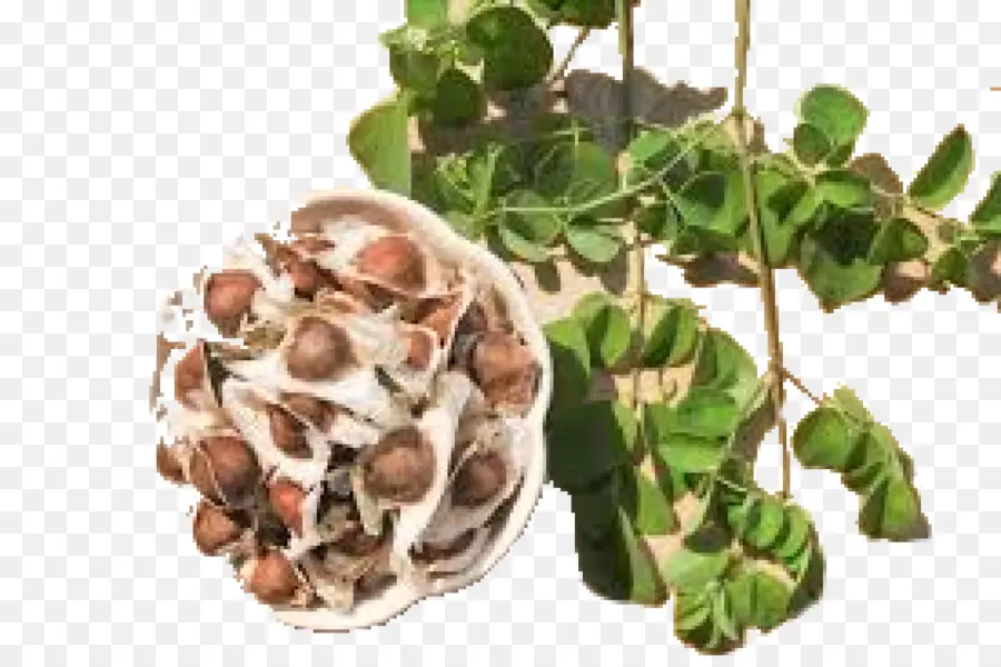 Graines Et Feuilles De Moringa，Graines PNG