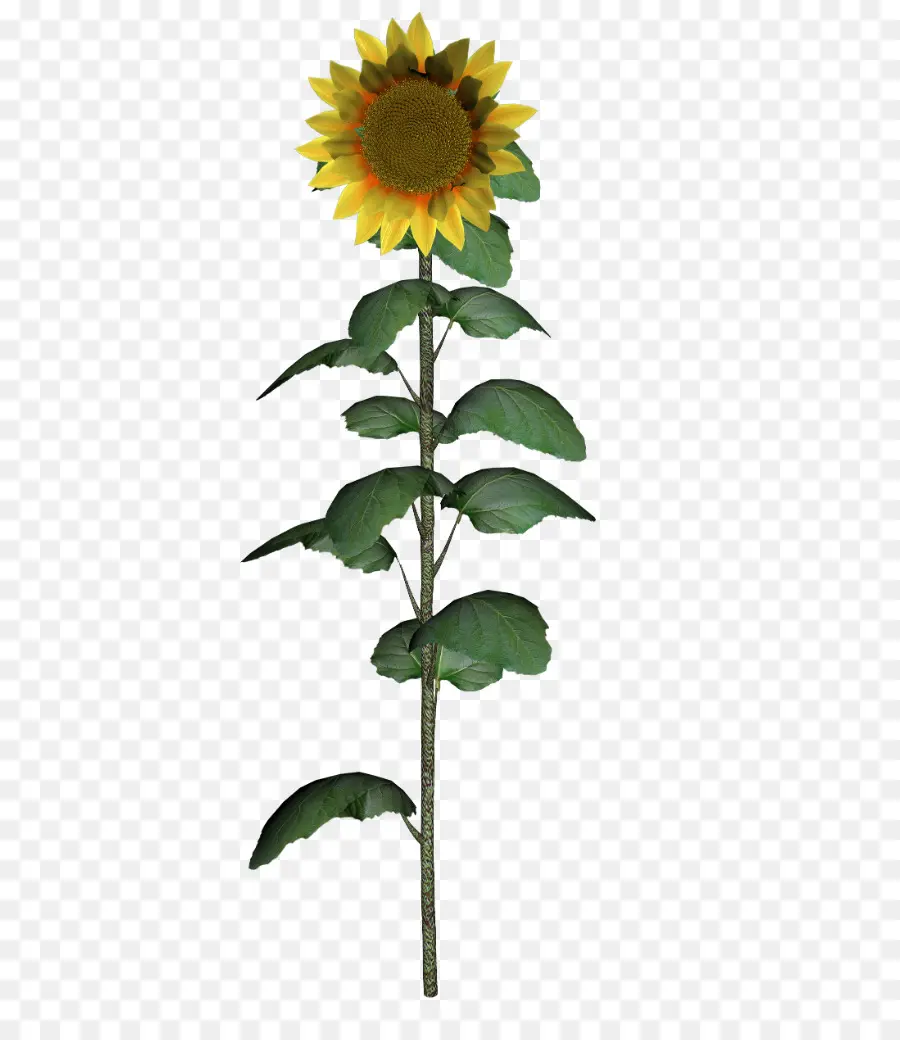 Tournesol，Jaune PNG