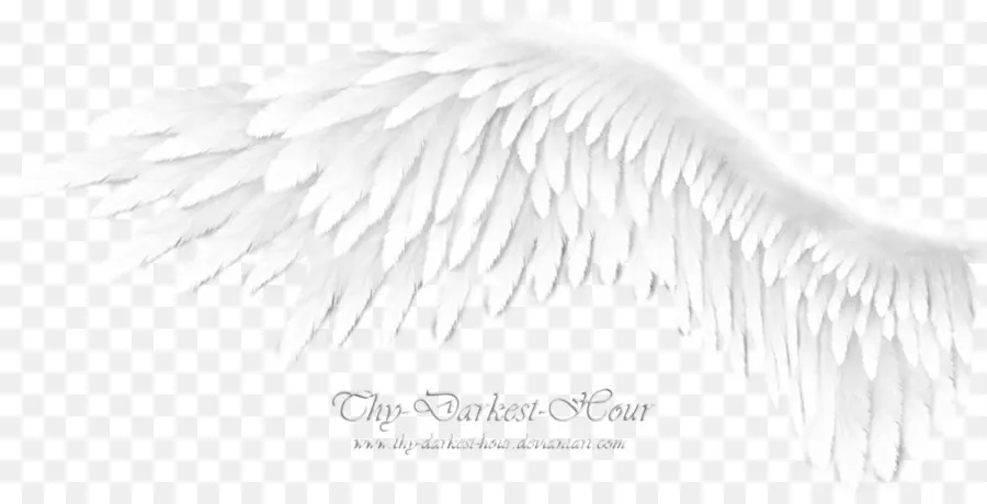 Aile D'ange Blanche，Plumes PNG