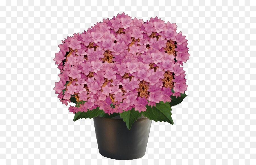 Fleurs Roses，Pot PNG