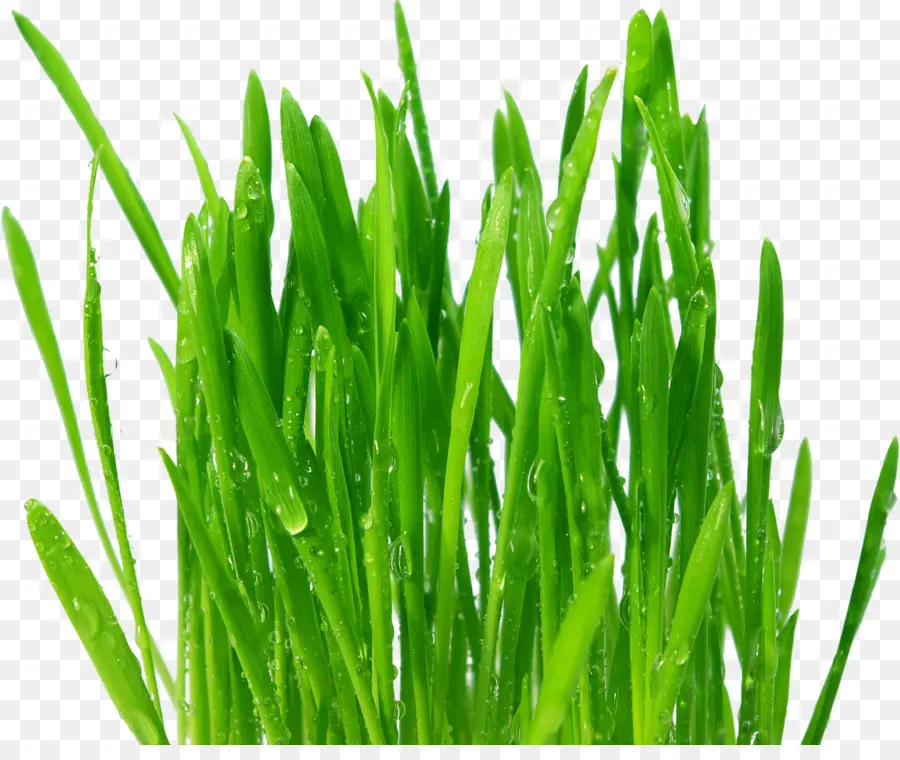 Herbe Verte，Nature PNG