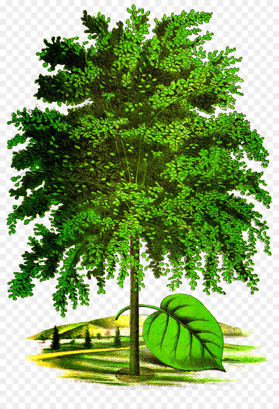 Arbre，Nature PNG