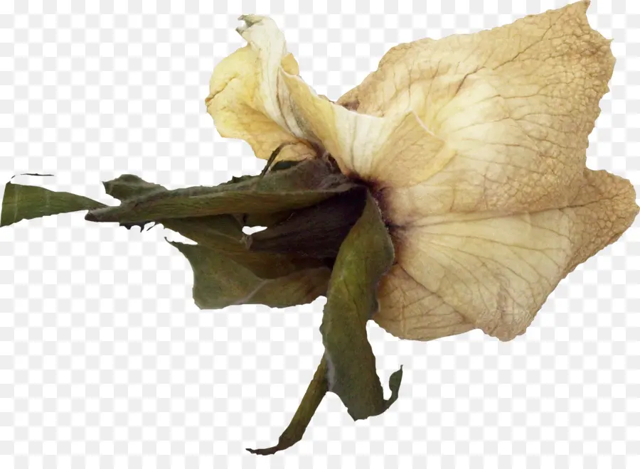 Fleur Fanée，Séché PNG