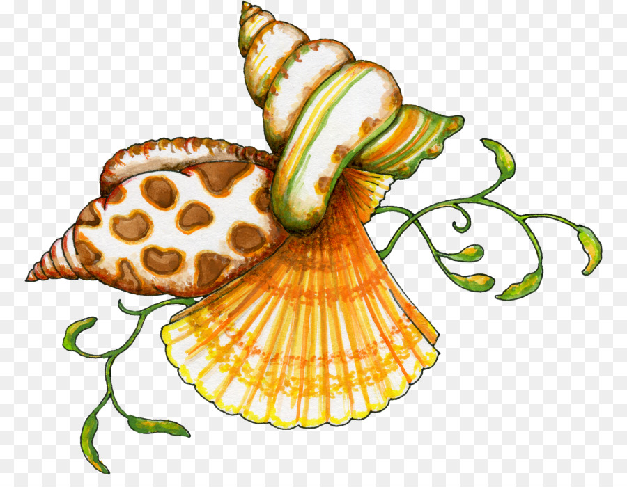 Coquillage，Miniature PNG