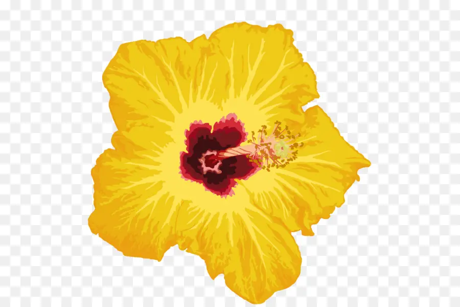 Hibiscus Jaune，Nature PNG