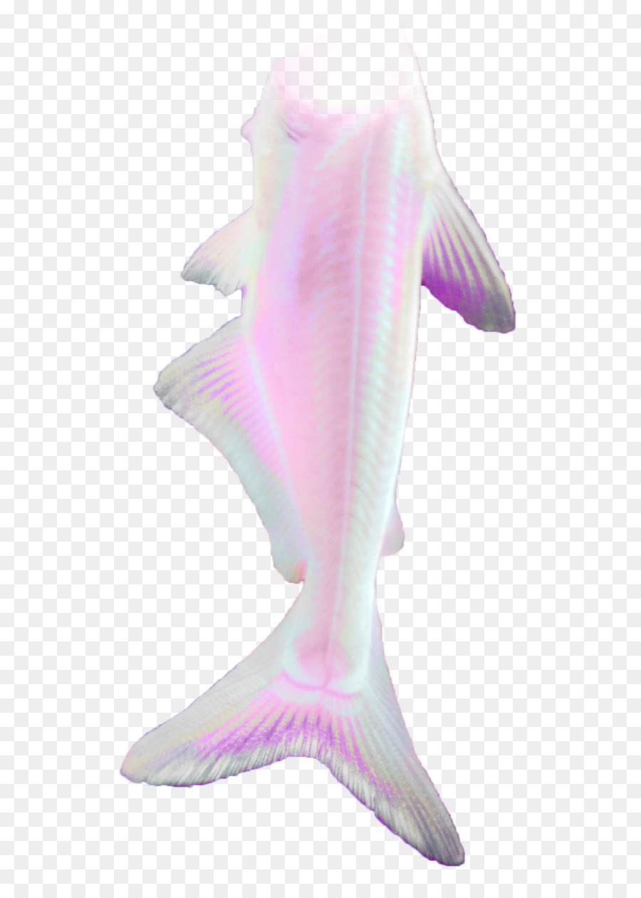 Poisson Rose，Aquatique PNG