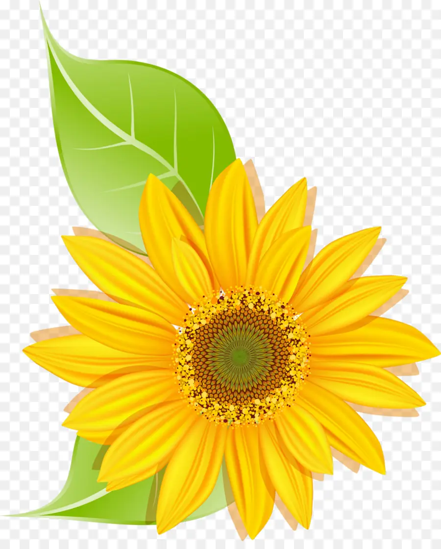 Tournesols，Jaune PNG