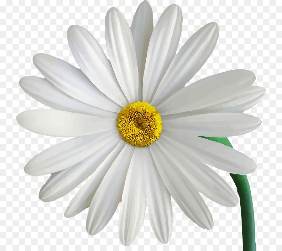 Marguerite，Blanc PNG