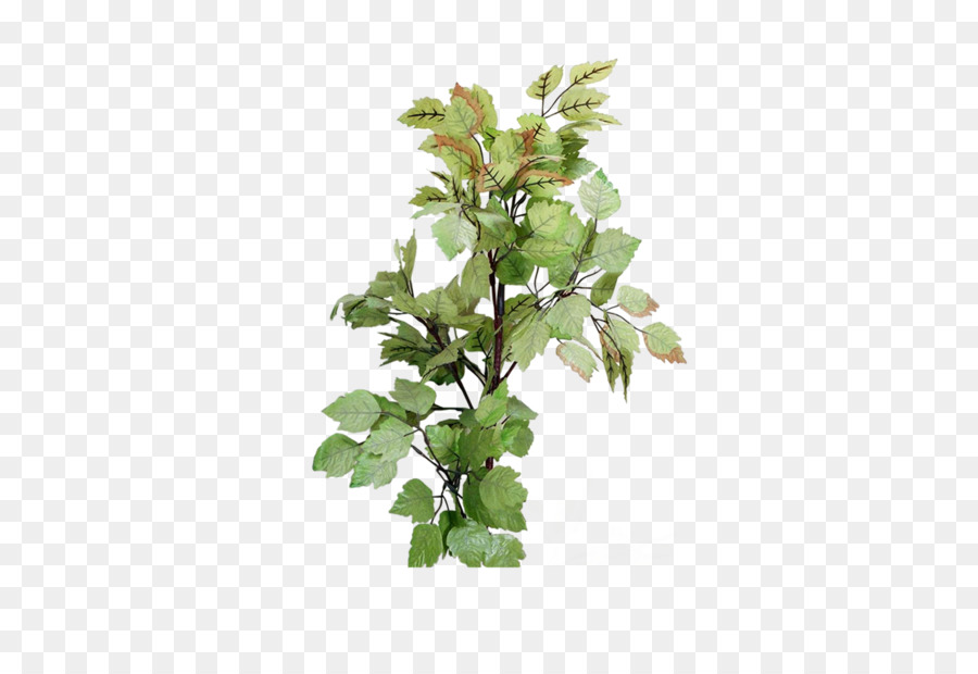 Arbre Vert，Feuilles PNG