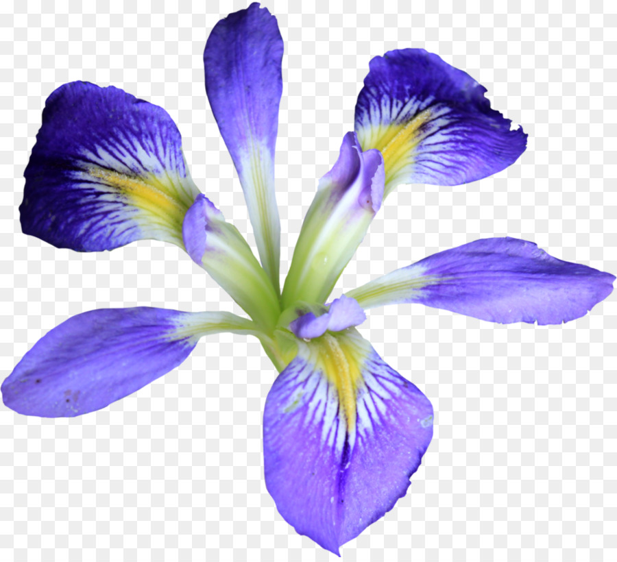 Fleur，Fleurir PNG