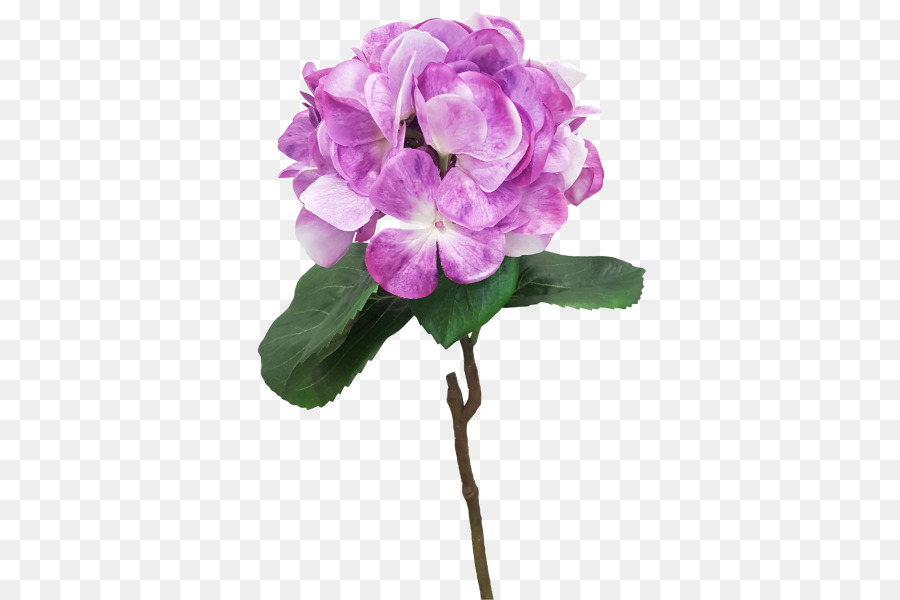Roses De Centifolia，Couper Les Fleurs PNG