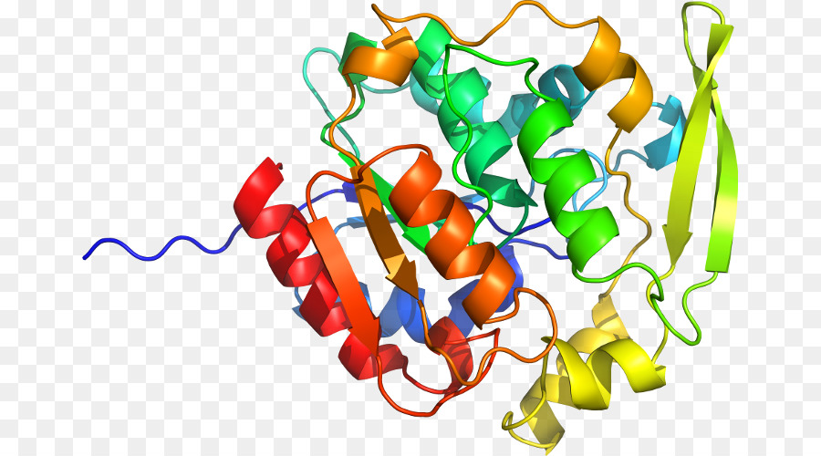 Structure Protéique Colorée，Protéine PNG