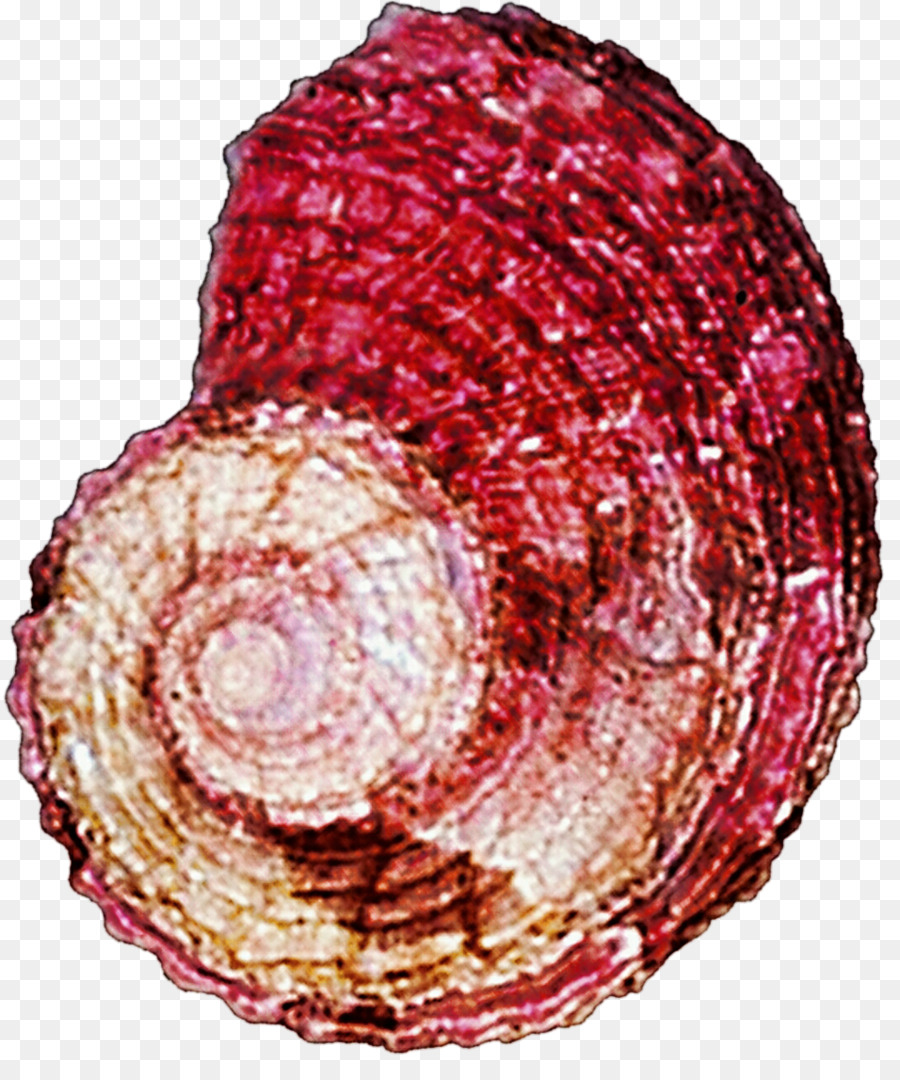 Ventricina，Marron PNG