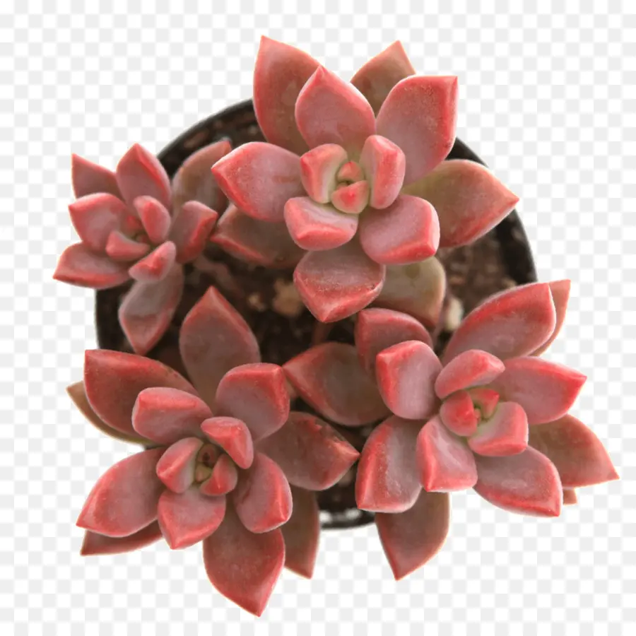 Plante Succulente，Alpenglow PNG