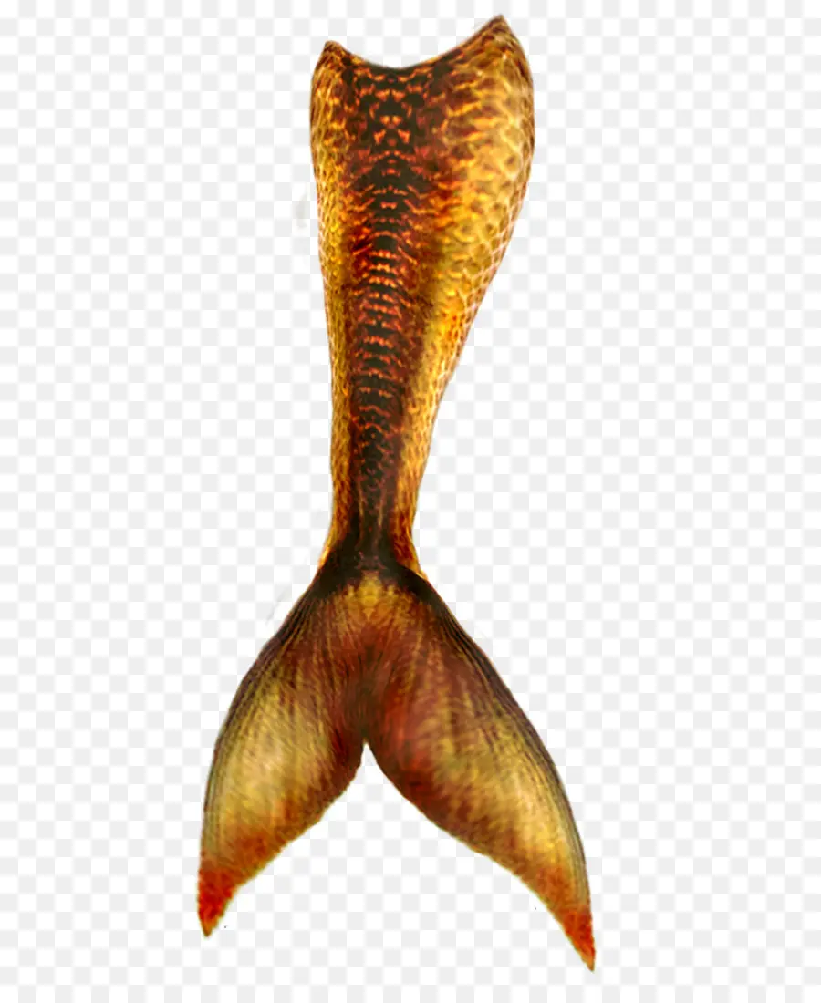 Queue De Poisson，Aquatique PNG