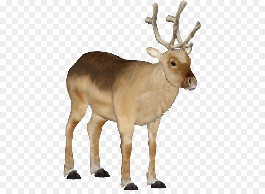 Cerf，Elk PNG