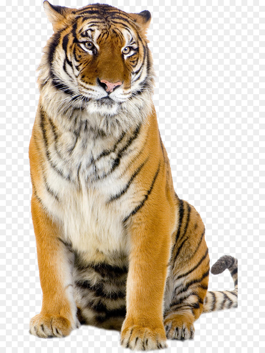 Tigre Tigre Blanc La Photographie Png Tigre Tigre Blanc La Photographie Transparentes Png Gratuit