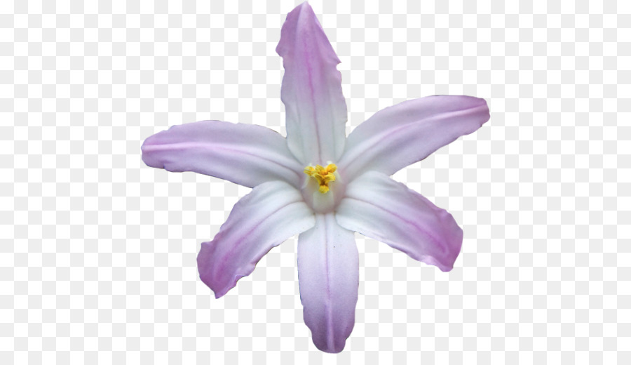 Lilas，Violet PNG