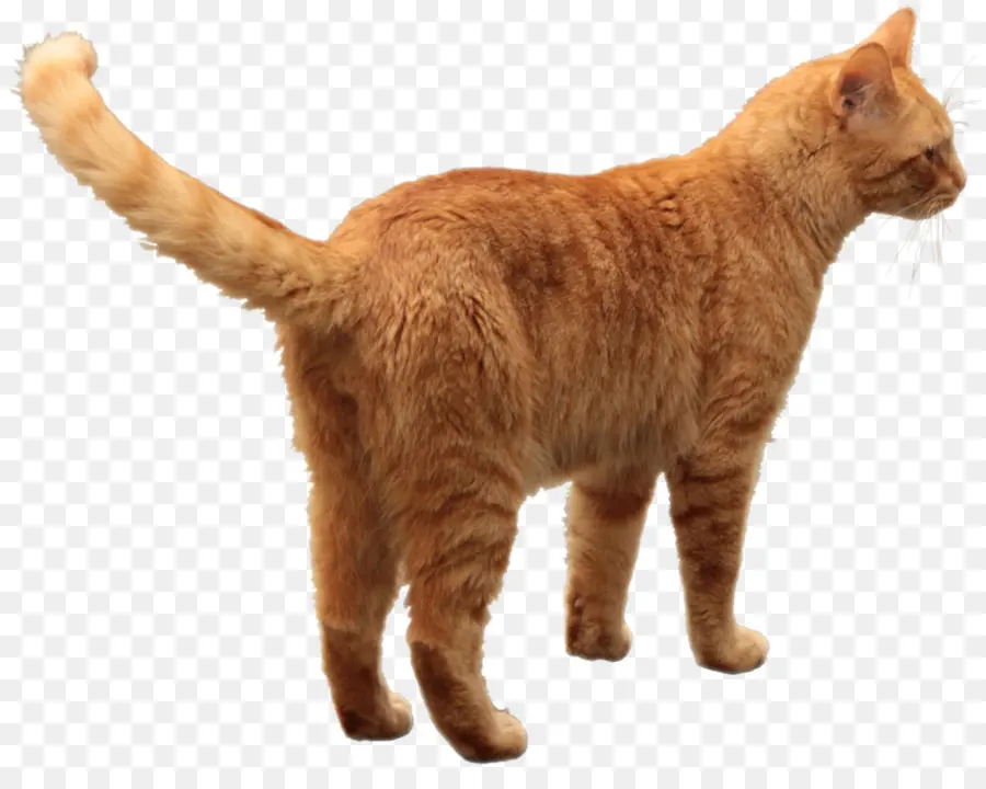 Chat Orange，Animal De Compagnie PNG