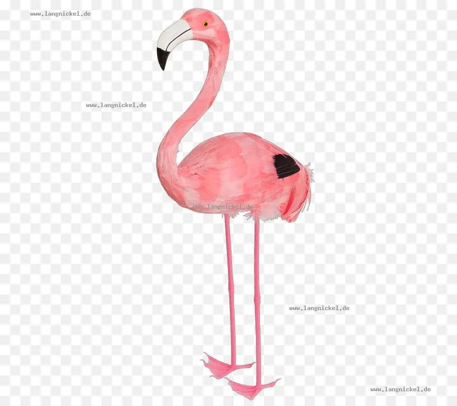 Flamant，Rose PNG