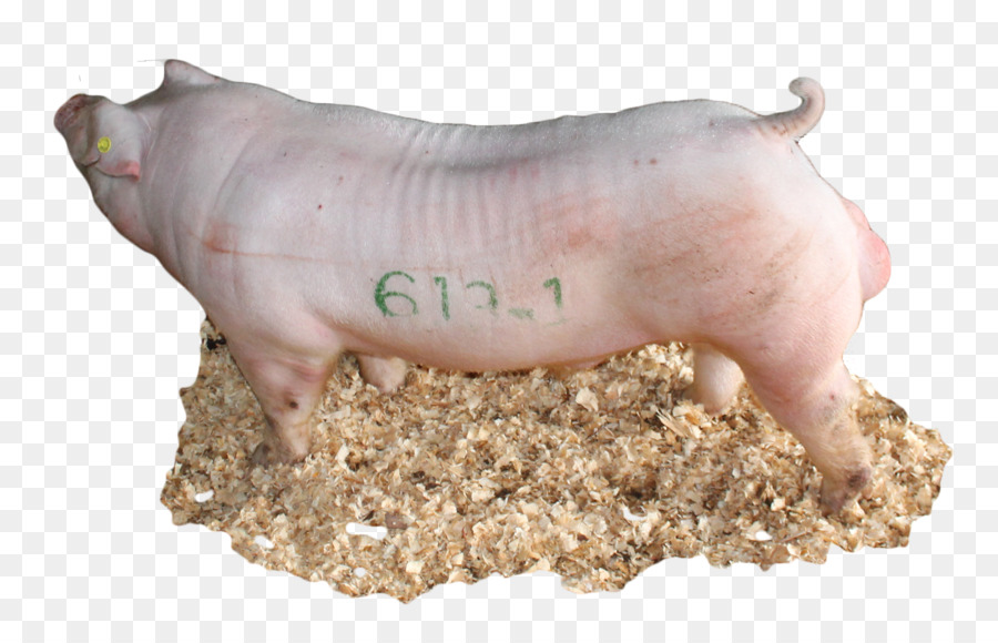 Cochon，De Porcs Domestiques PNG