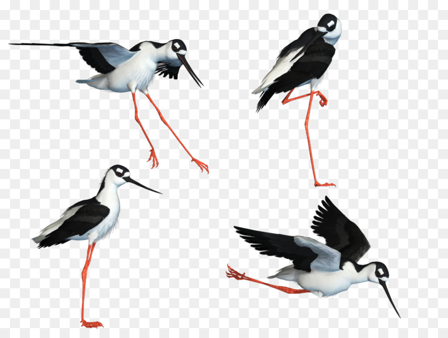 Oiseaux Noirs Et Blancs，Longues Jambes PNG