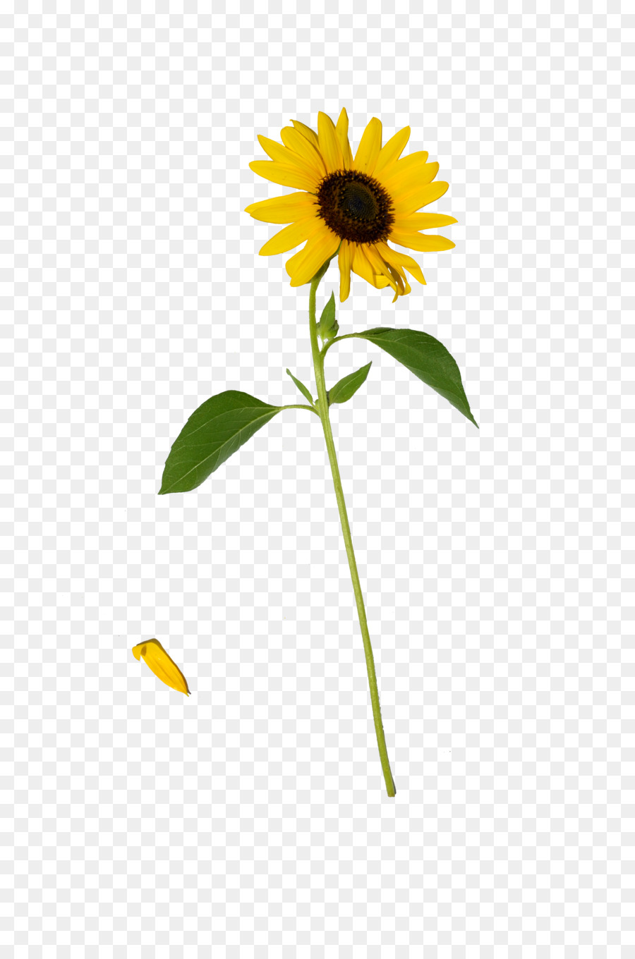 Tournesol，Usine PNG