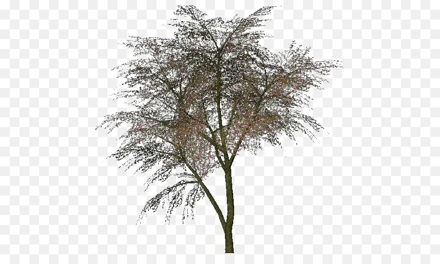 Arbre，Nature PNG