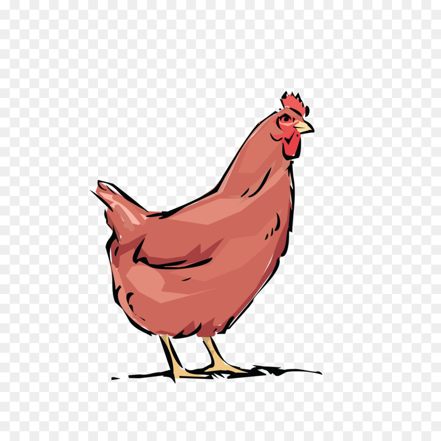 Poulet Rouge，Poule PNG