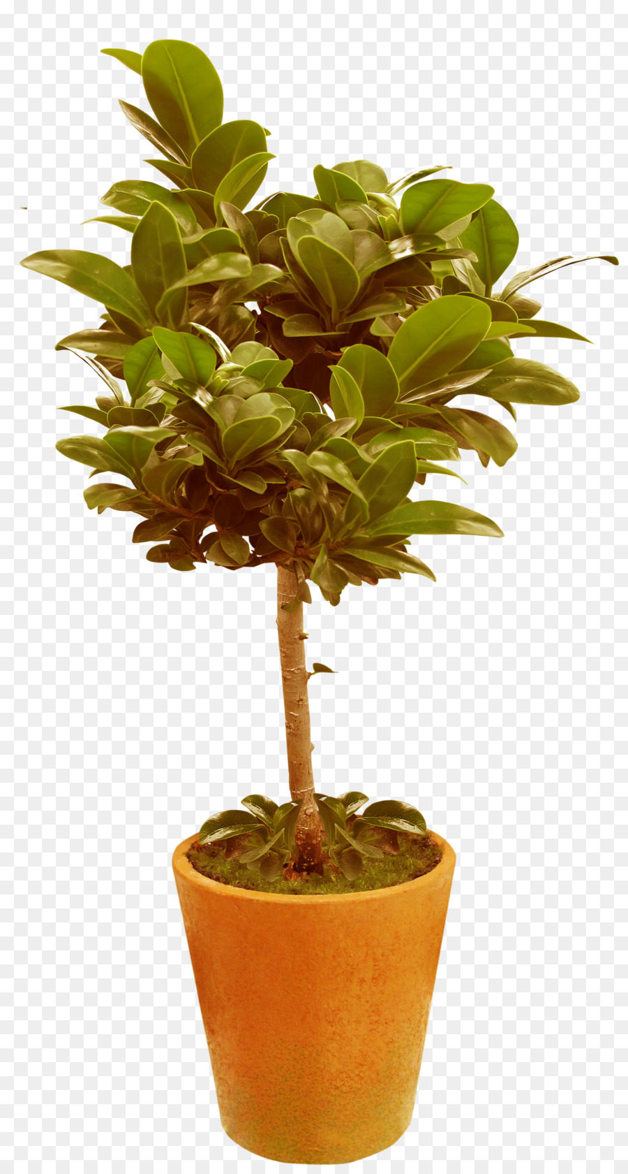 Arbre En Pot，Pot PNG