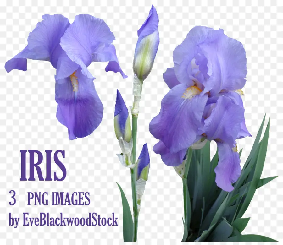 Fleurs D'iris Violets，Fleurir PNG