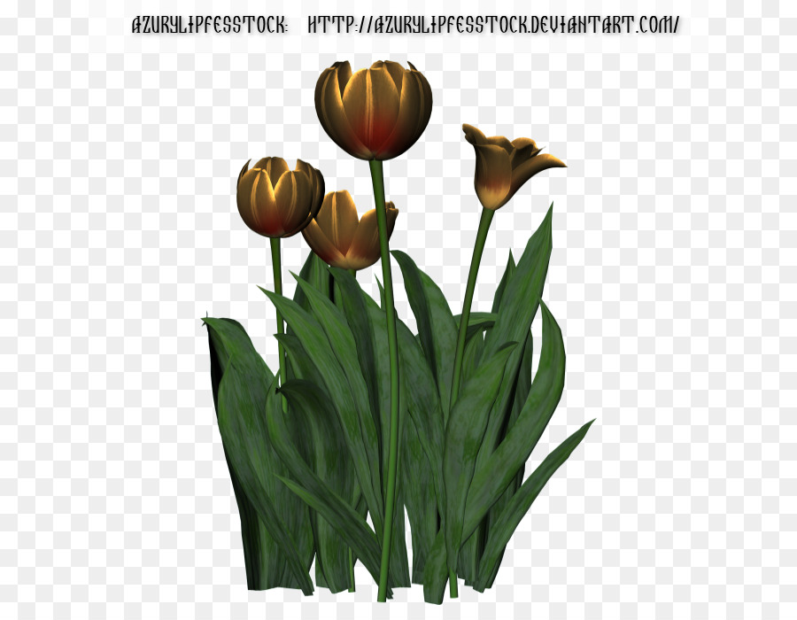 Tulip，Fleur PNG