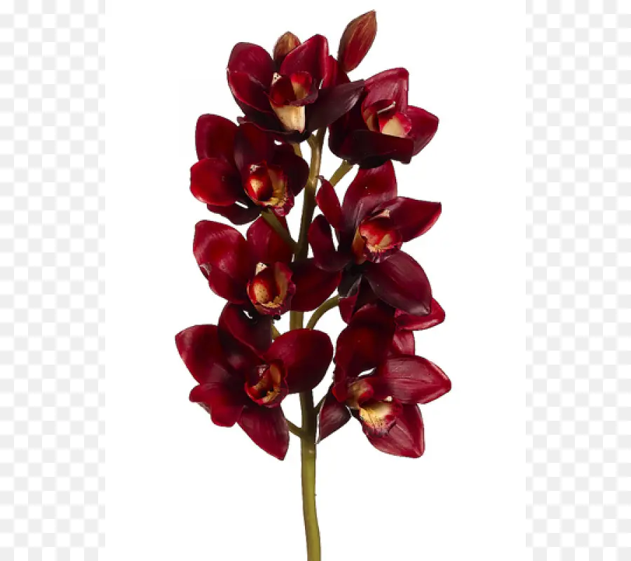 Orchidée，Rouge PNG