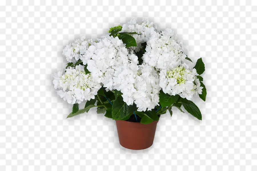 Fleurs Blanches，Pot PNG