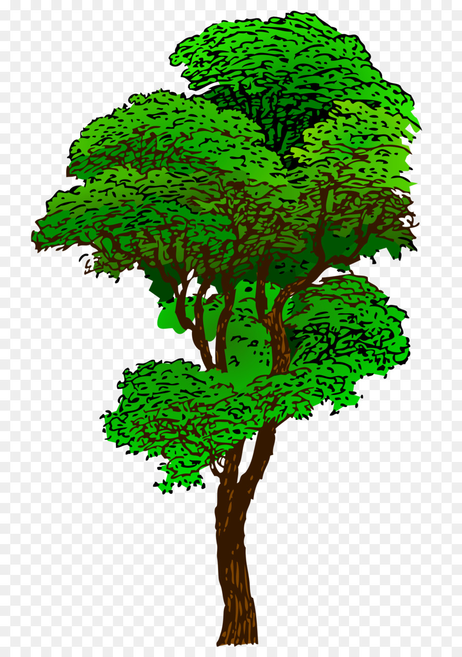 Arbre，Vert PNG