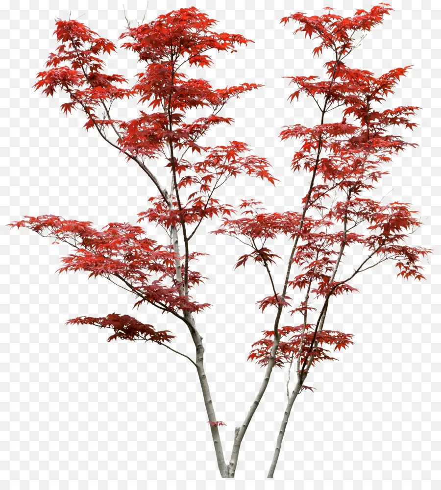 Arbre Rouge，Feuilles PNG